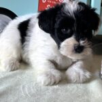 STELLA – Miniature Schnoodle $2500