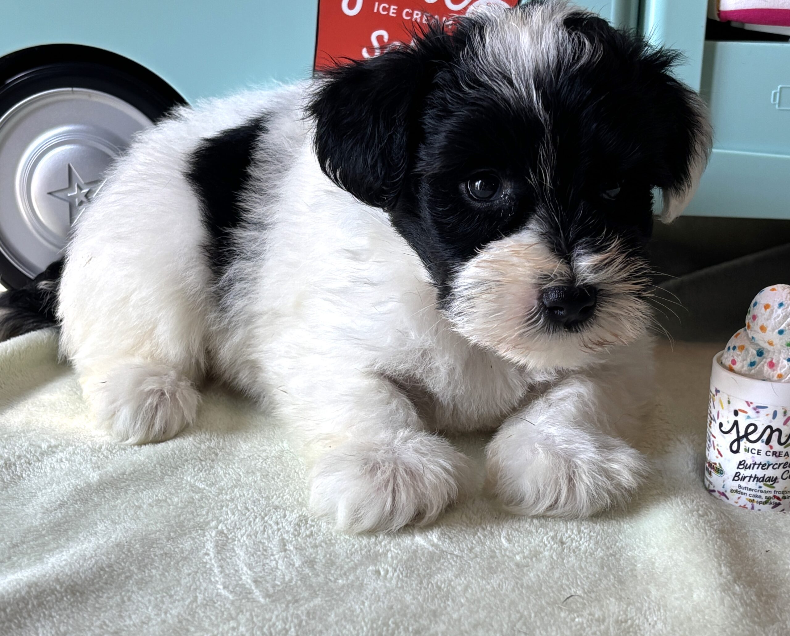 STELLA – Miniature Schnoodle $2500
