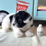 STELLA – Miniature Schnoodle $2500