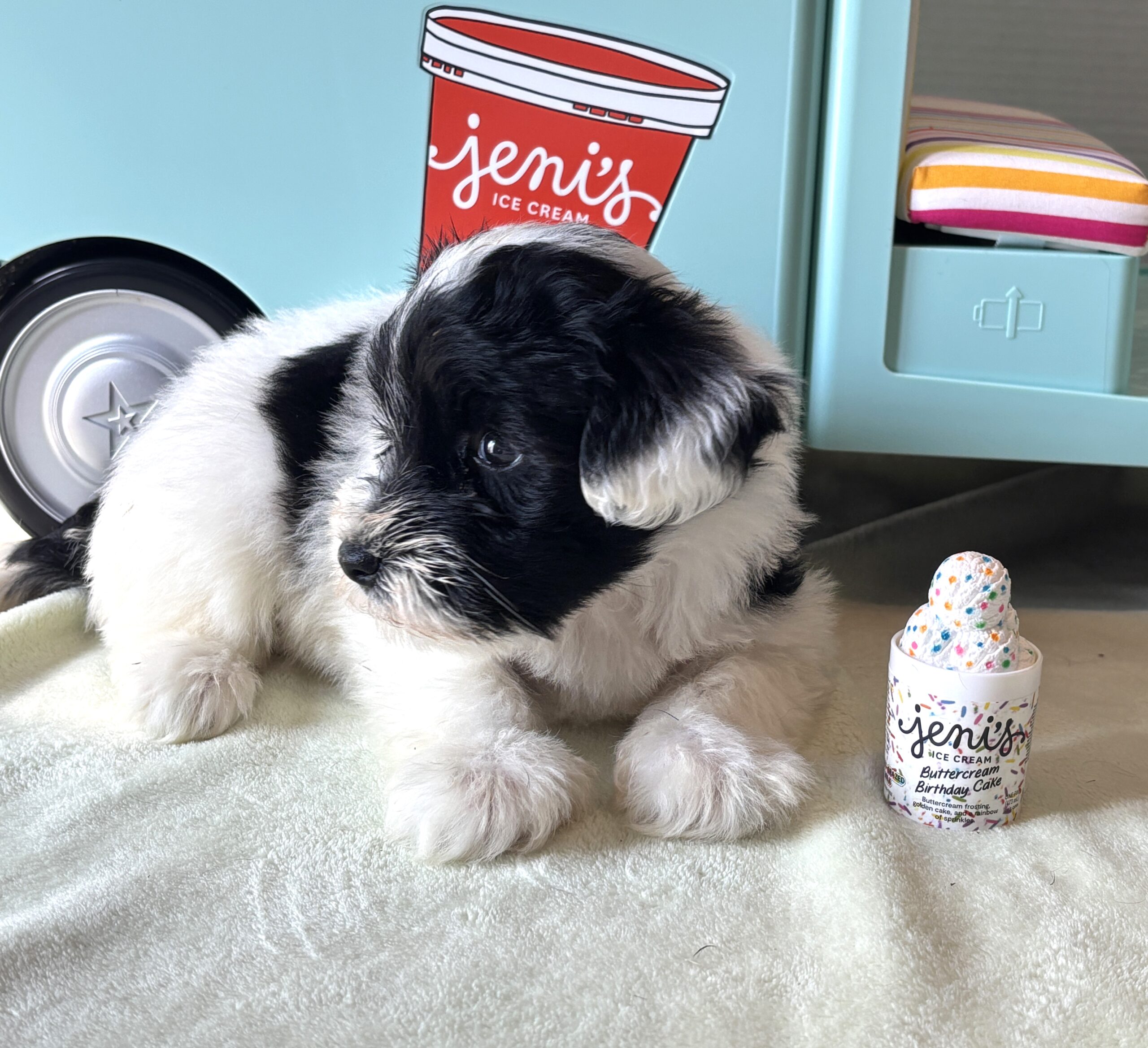 STELLA – Miniature Schnoodle $2500