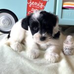 STELLA – Miniature Schnoodle $2500