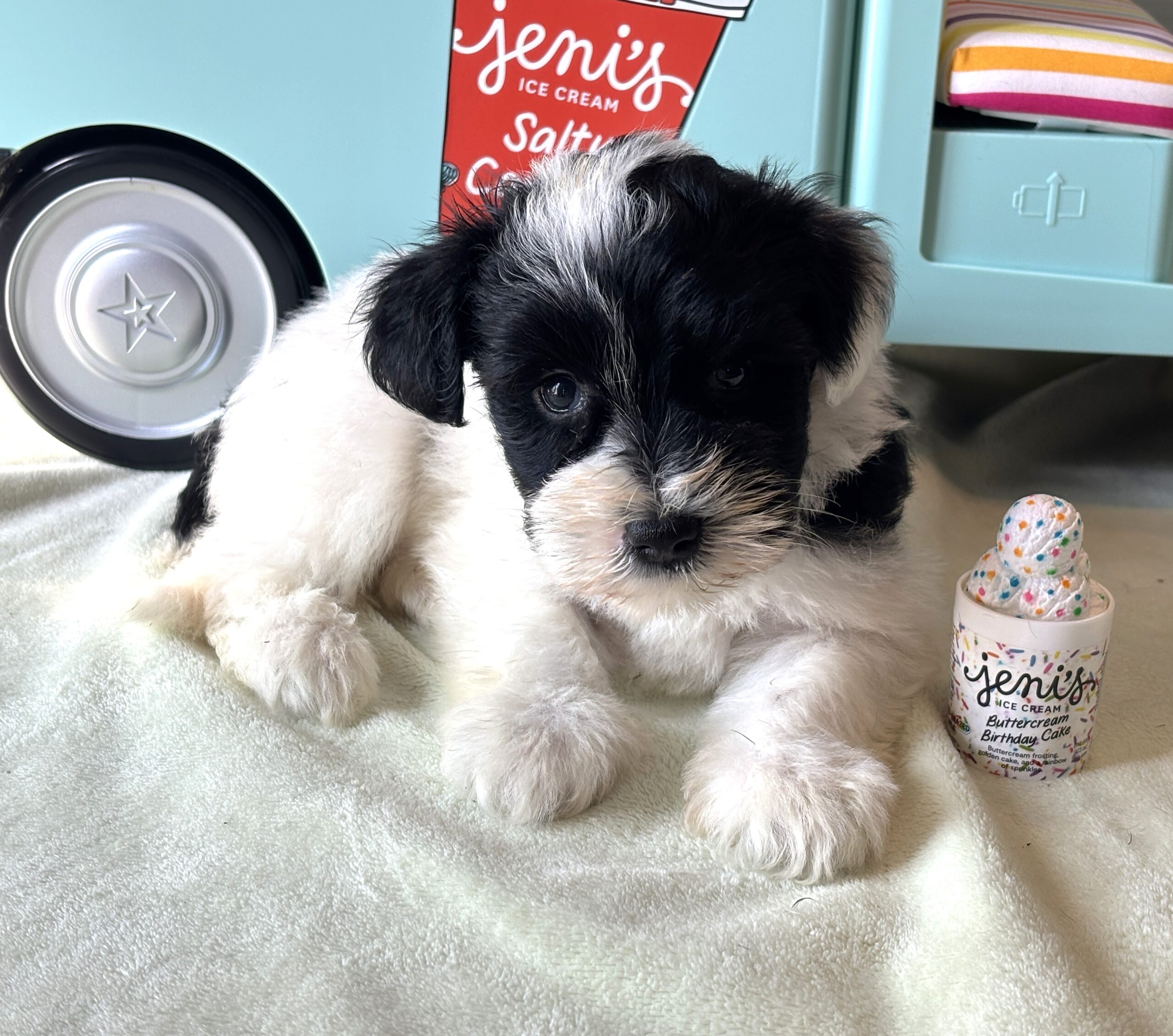 STELLA – Miniature Schnoodle $2500