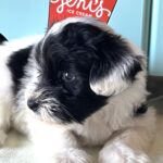 STELLA – Miniature Schnoodle $2500
