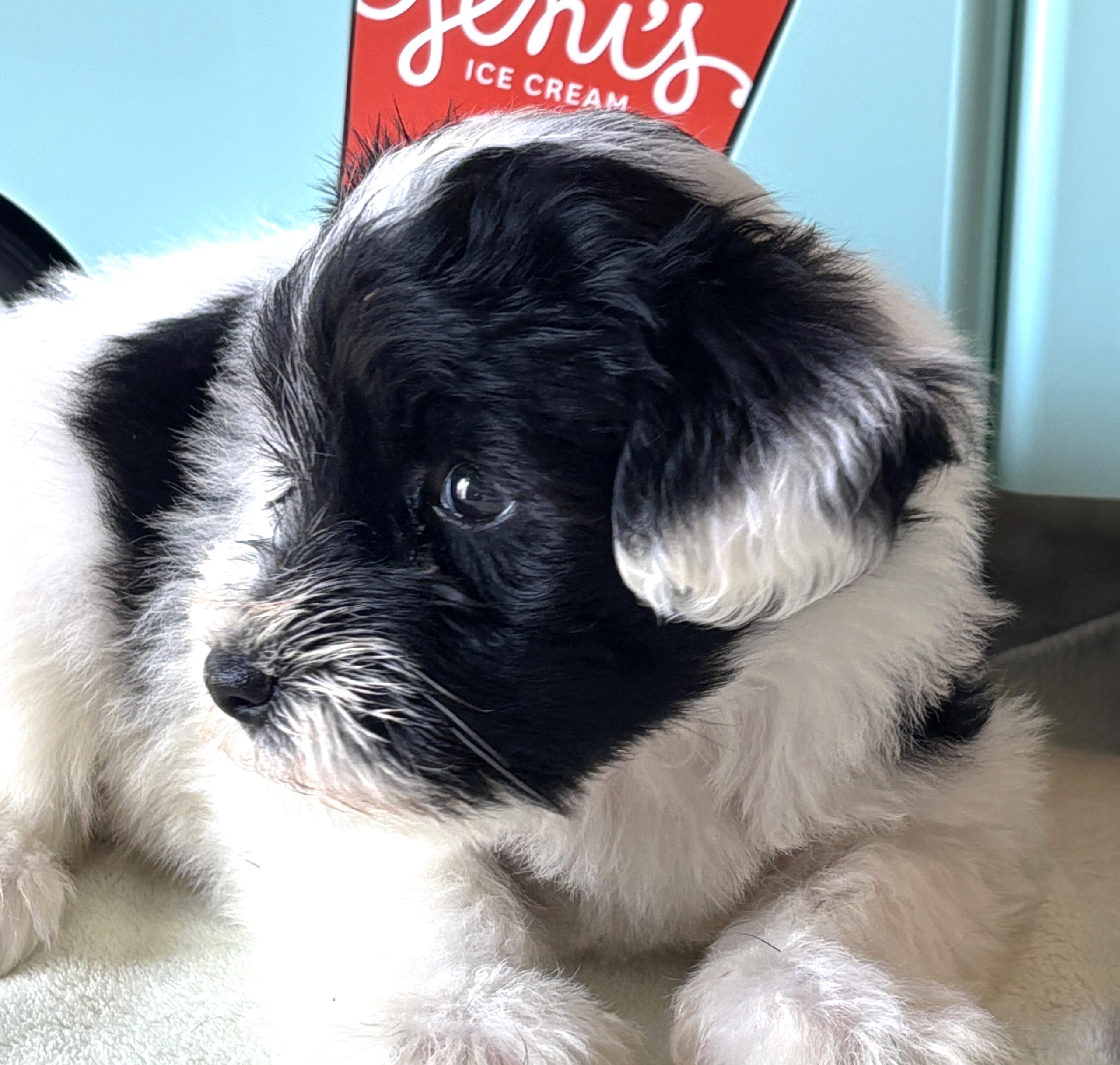 STELLA – Miniature Schnoodle $2500