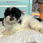 STELLA – Miniature Schnoodle – **RESERVED**