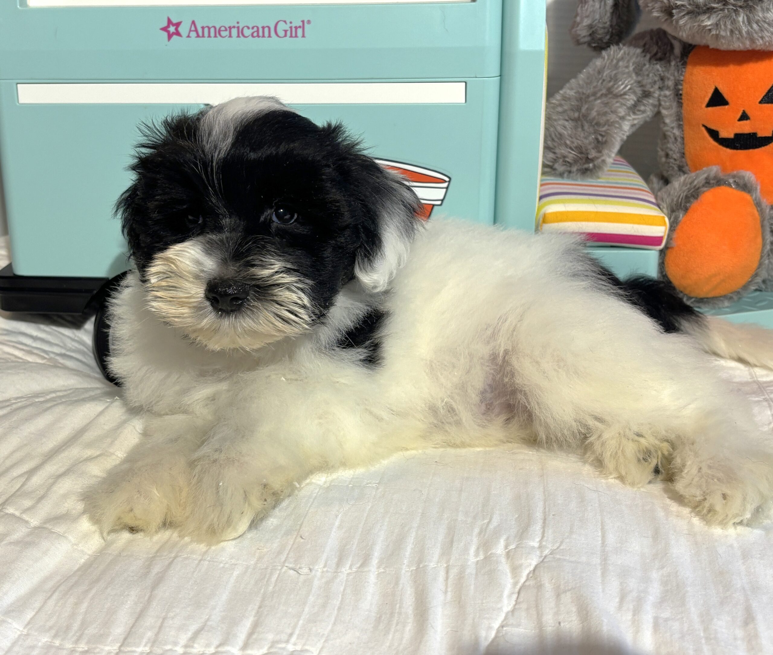 STELLA – Miniature Schnoodle – **RESERVED**