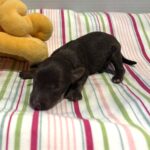 Toby – Miniature Schnoodle $2400