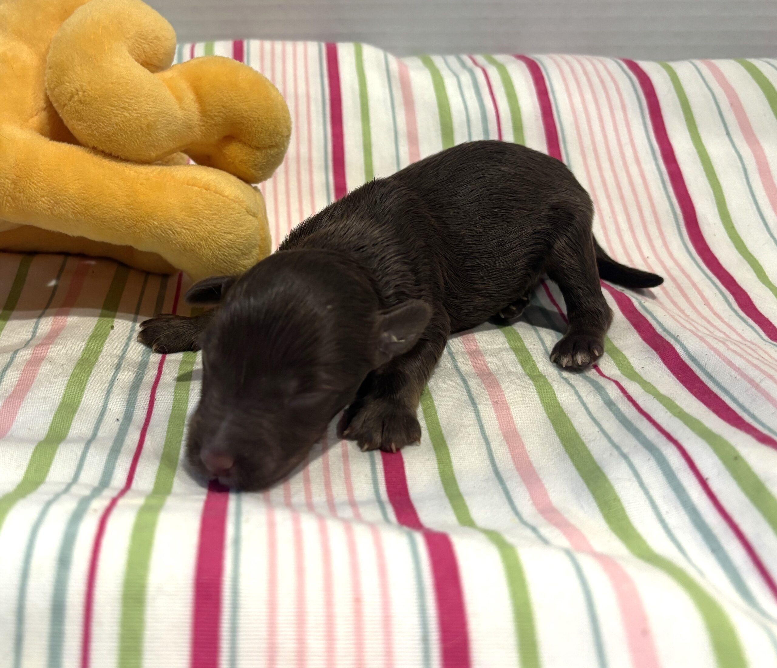 Toby – Miniature Schnoodle $2400