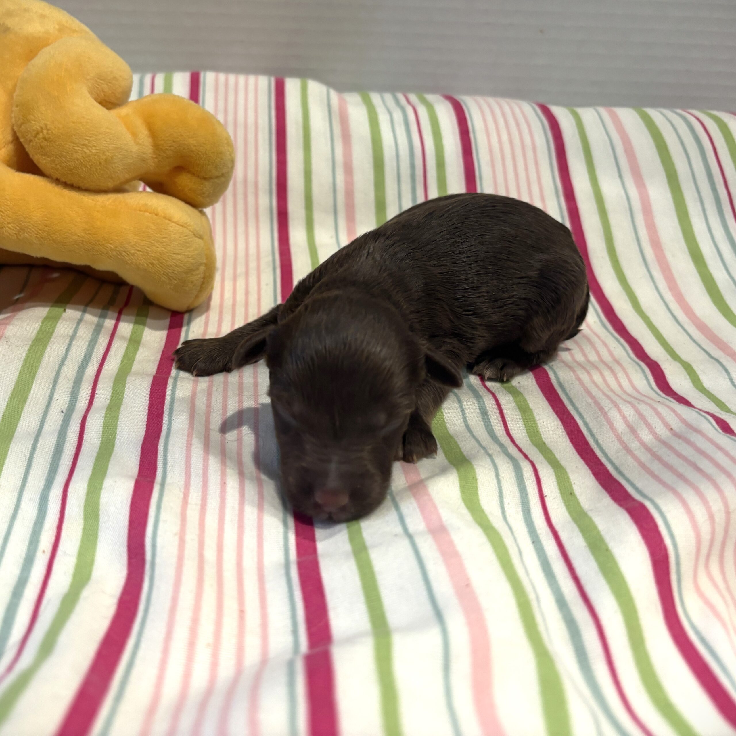 Toby – Miniature Schnoodle $2400