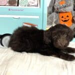 TOBY – Miniature Schnoodle $2300