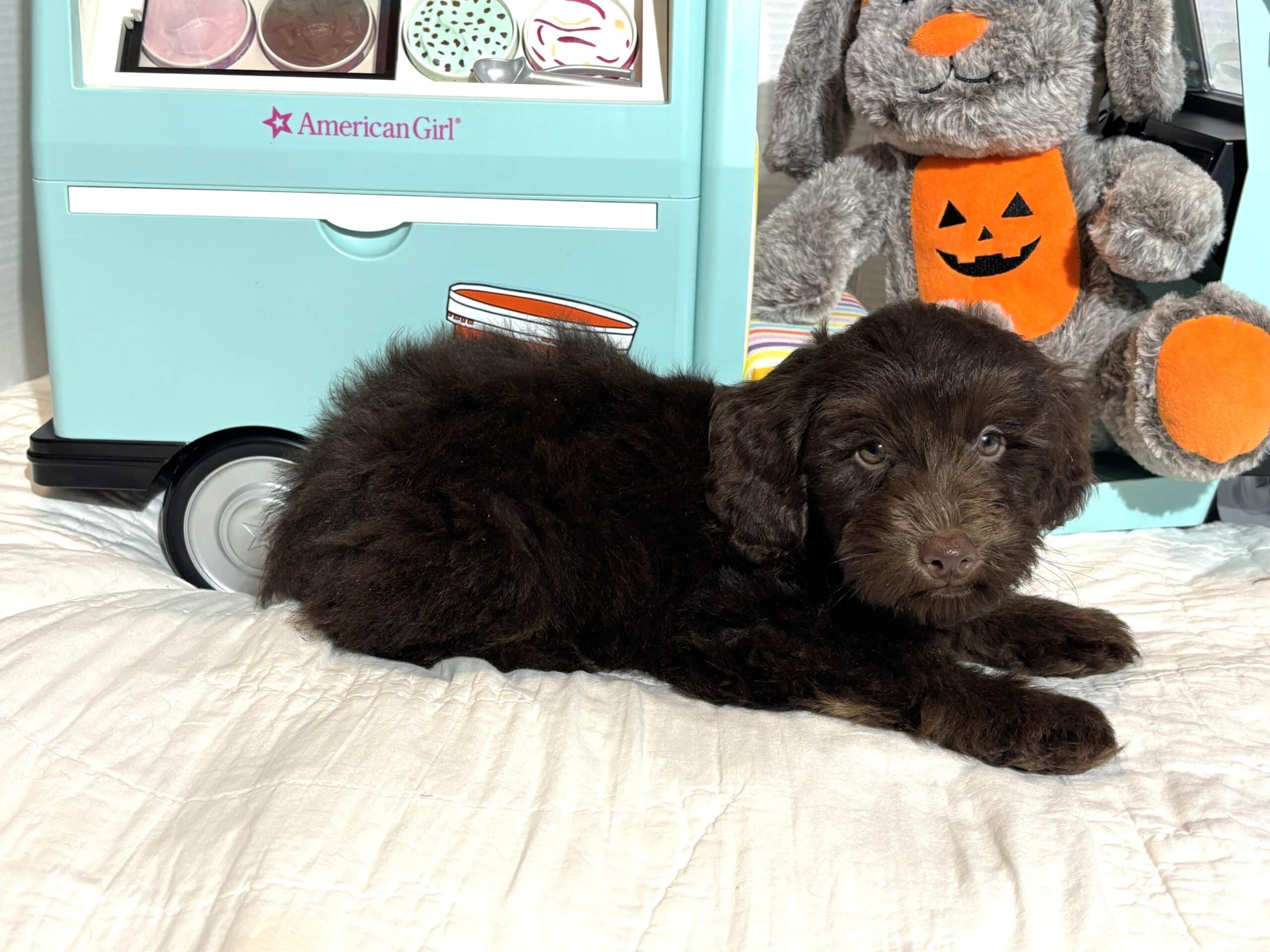 TOBY – Miniature Schnoodle $2300