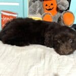TOBY – Miniature Schnoodle $2300