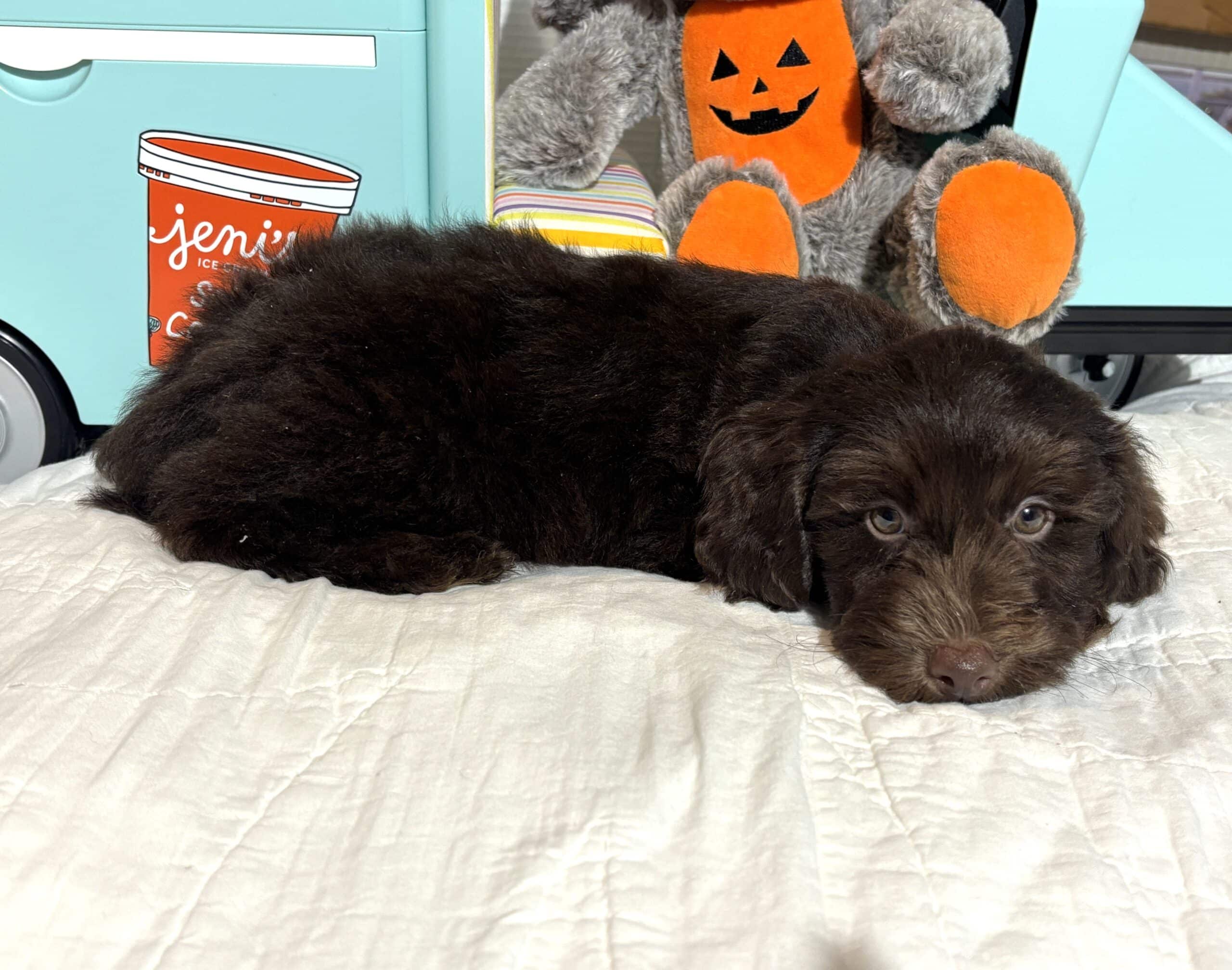 TOBY – Miniature Schnoodle $2300