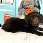 TOBY – Miniature Schnoodle $2300