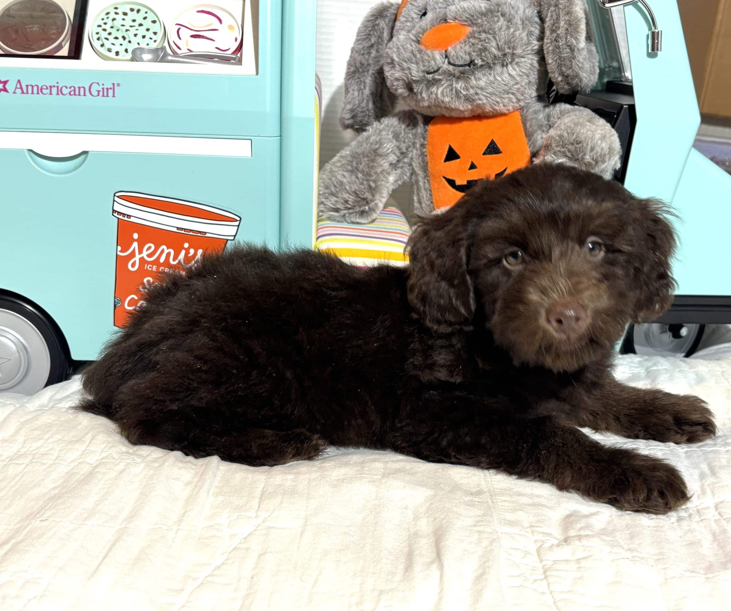 TOBY – Miniature Schnoodle $2300