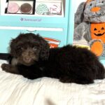 TOBY – Miniature Schnoodle $2300