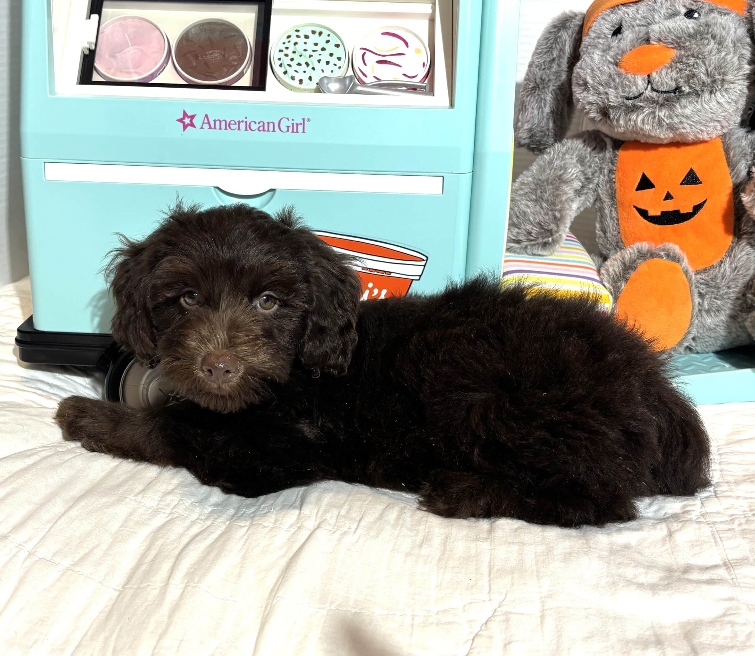 TOBY – Miniature Schnoodle $2300