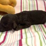 Toby – Miniature Schnoodle $2400