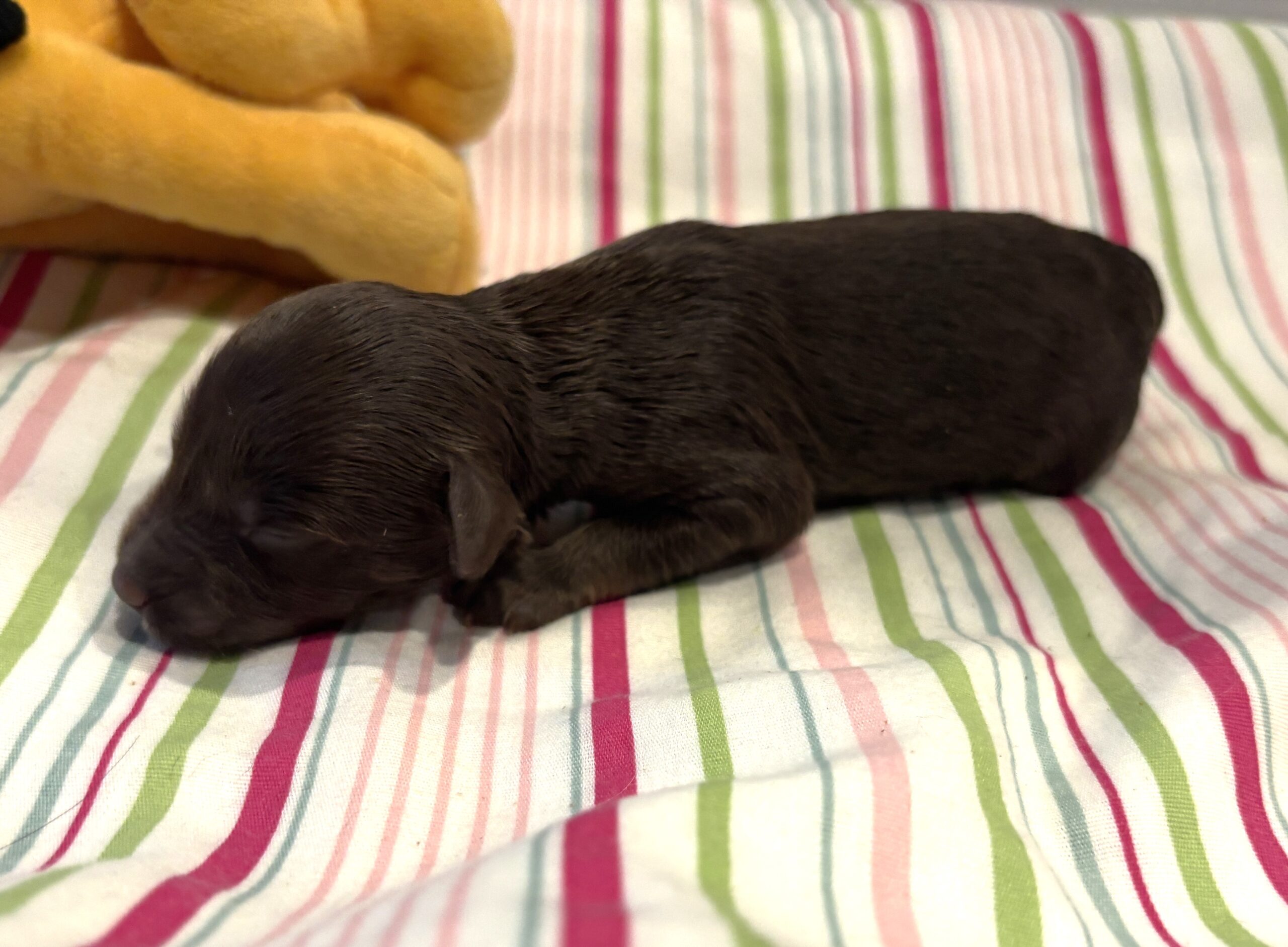 Toby – Miniature Schnoodle $2400