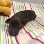Toby – Miniature Schnoodle $2400
