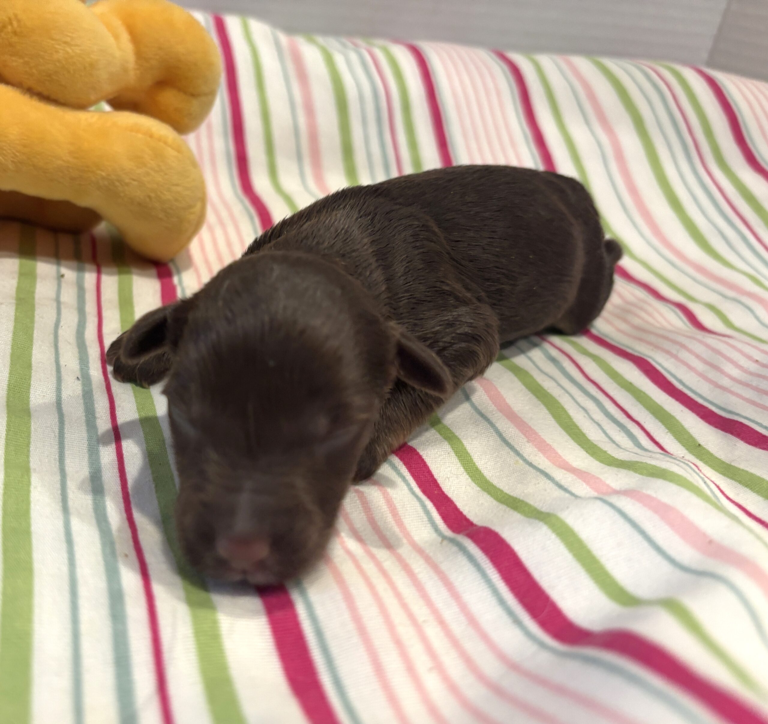 Toby – Miniature Schnoodle $2400