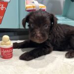 TOBY – Miniature Schnoodle $2400