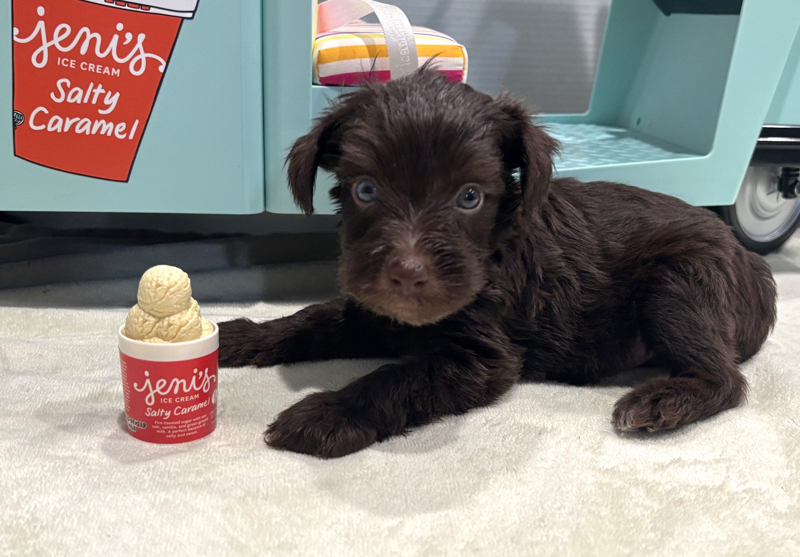 TOBY – Miniature Schnoodle $2400