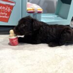 TOBY – Miniature Schnoodle $2400