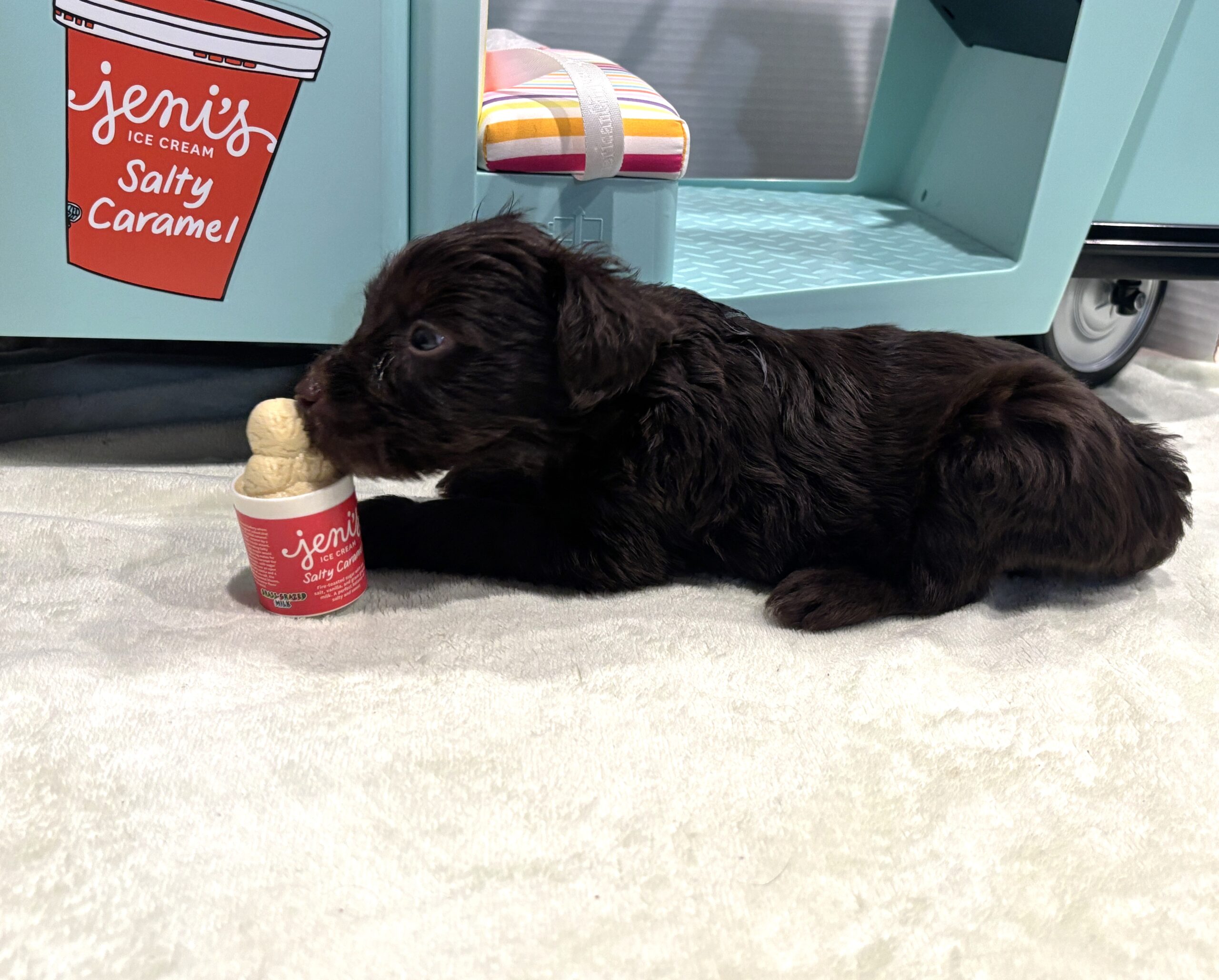 TOBY – Miniature Schnoodle $2400