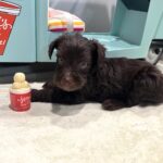 TOBY – Miniature Schnoodle $2400