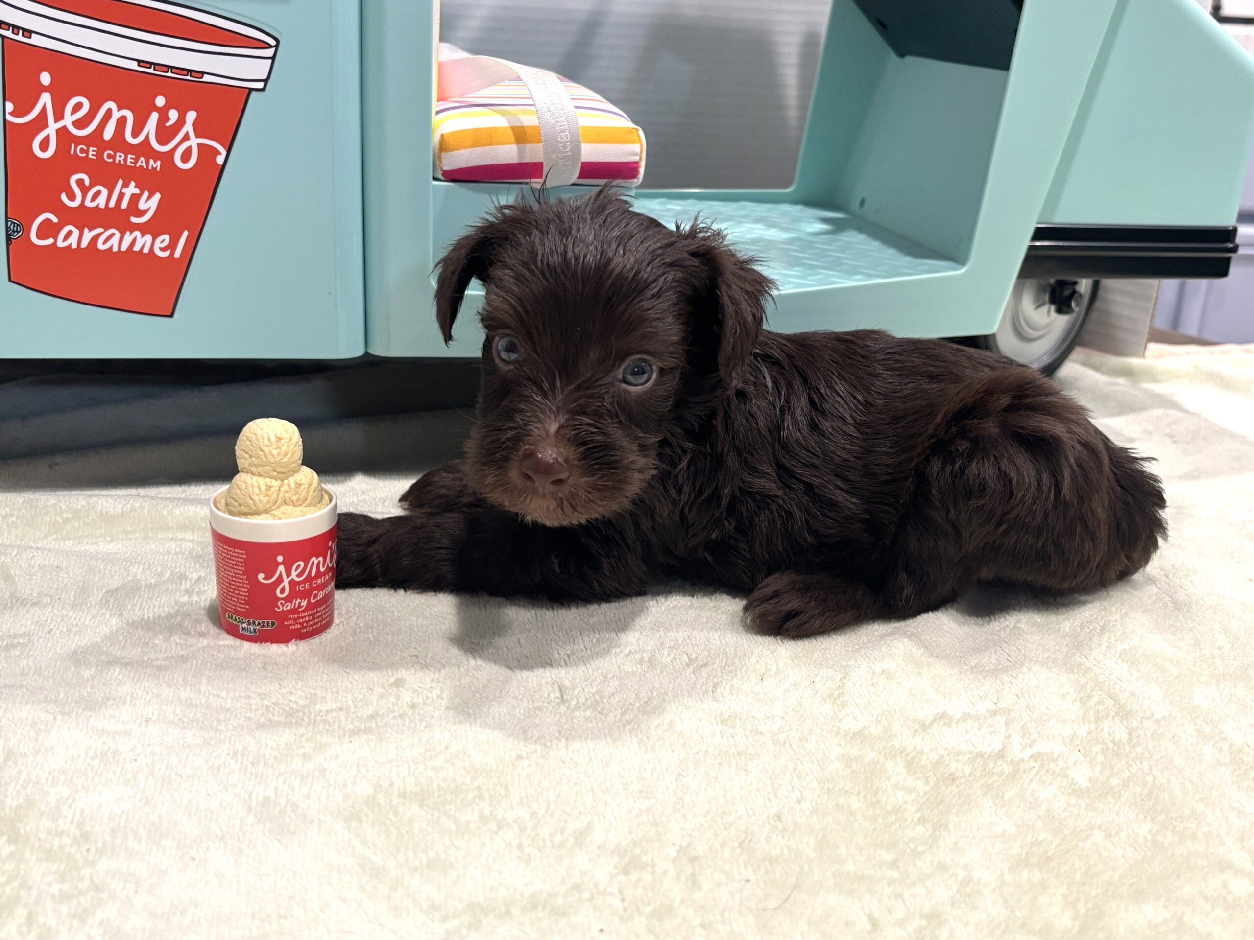 TOBY – Miniature Schnoodle $2400