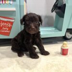 TOBY – Miniature Schnoodle $2400