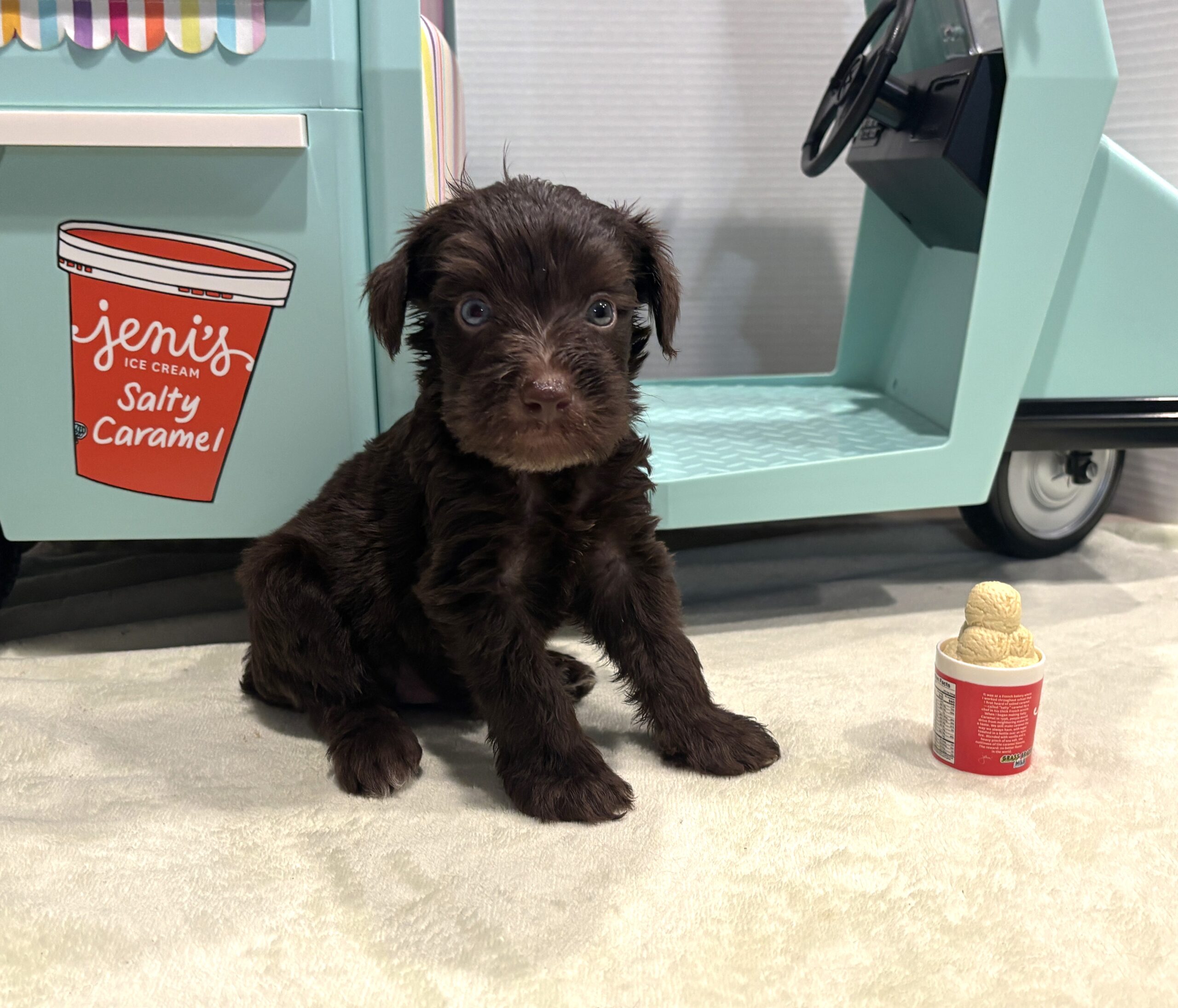 TOBY – Miniature Schnoodle $2400