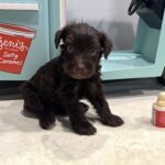 TOBY – Miniature Schnoodle $2400