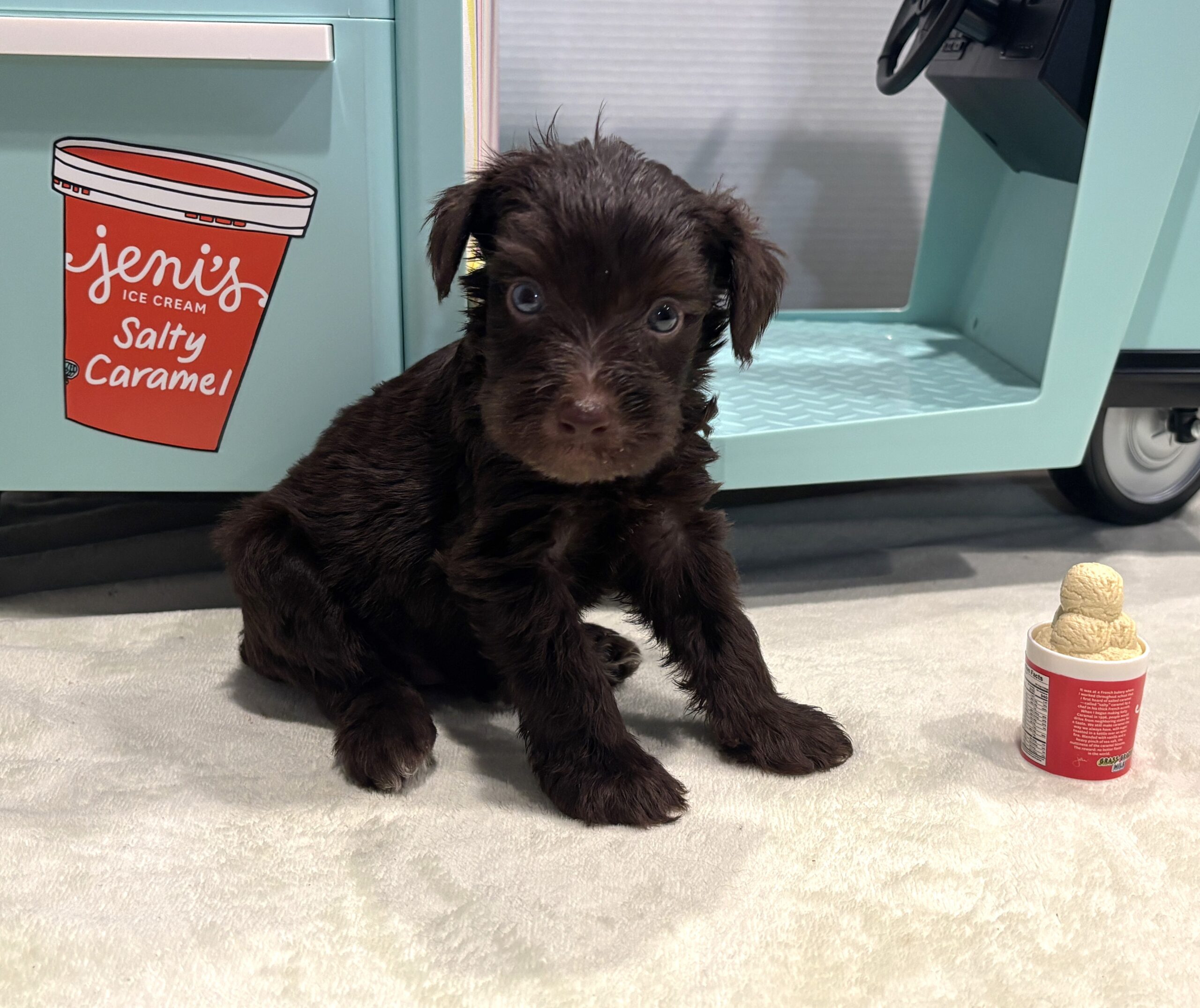 TOBY – Miniature Schnoodle $2400