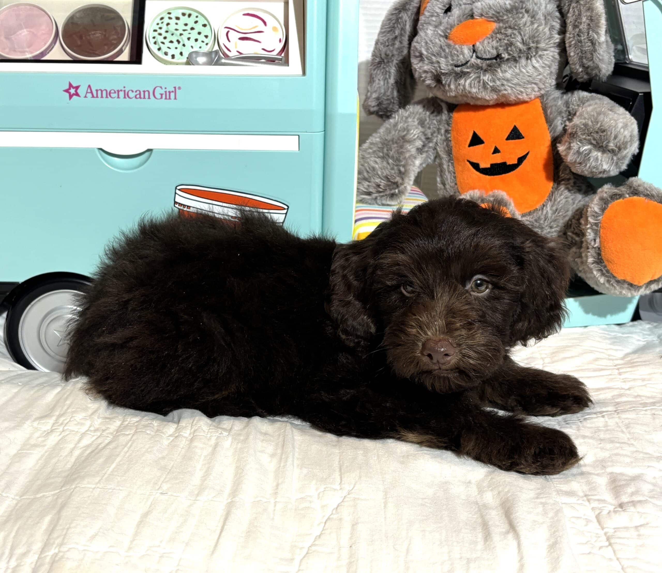 TOBY – Miniature Schnoodle $2300