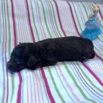 Willow – Miniature Schnoodle $2400