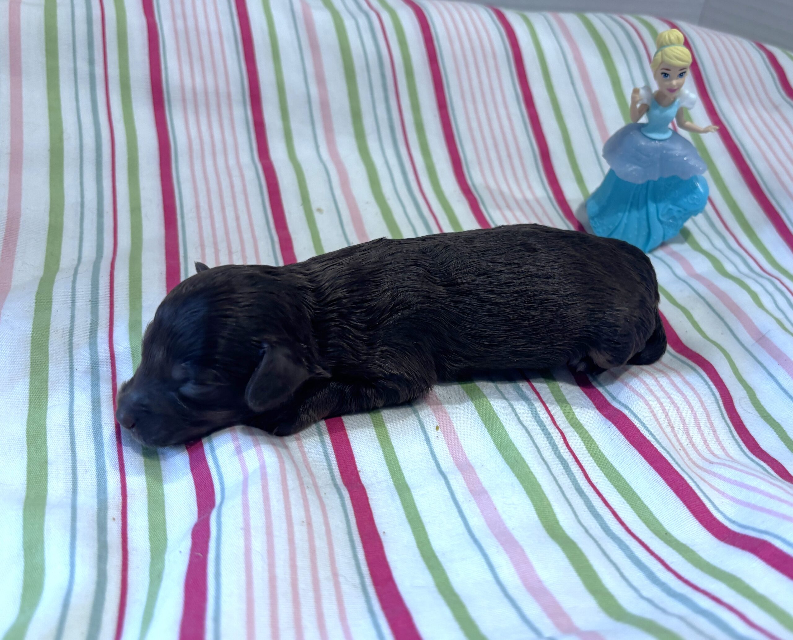 Willow – Miniature Schnoodle $2400