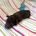 Willow – Miniature Schnoodle $2400