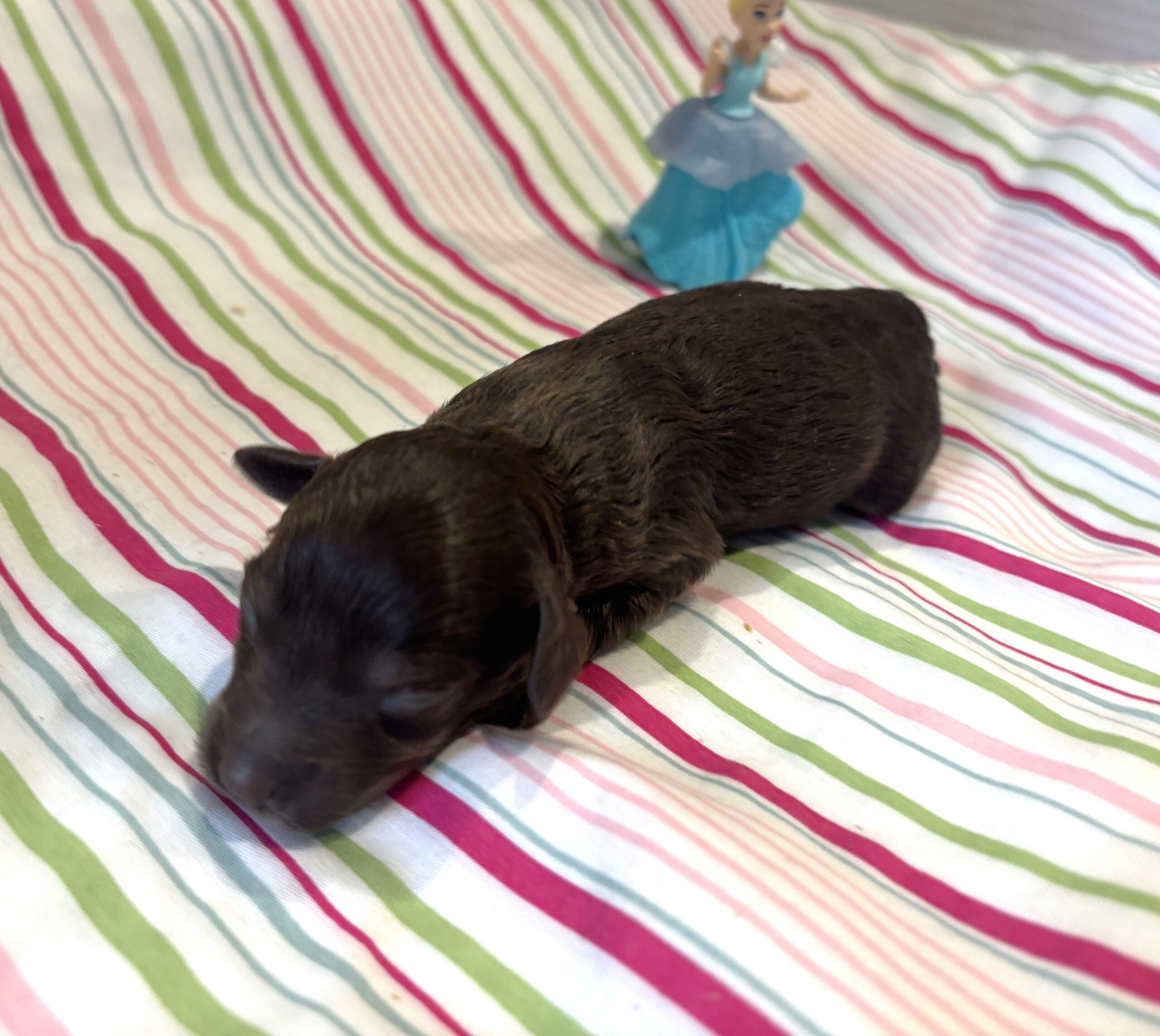 Willow – Miniature Schnoodle $2400