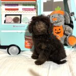 WILLOW – Miniature Schnoodle $2300
