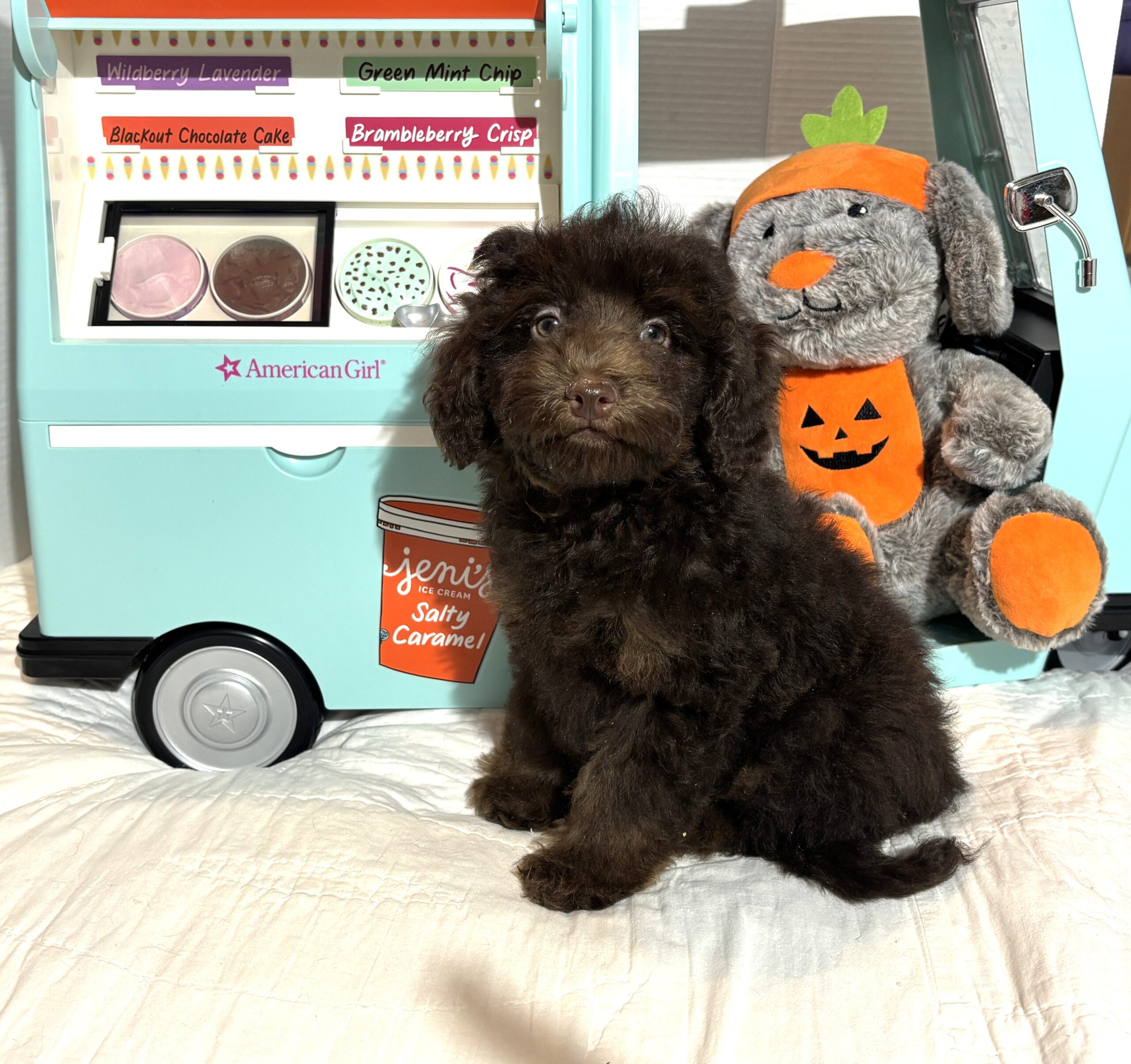 WILLOW – Miniature Schnoodle $2300
