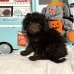 WILLOW – Miniature Schnoodle $2300