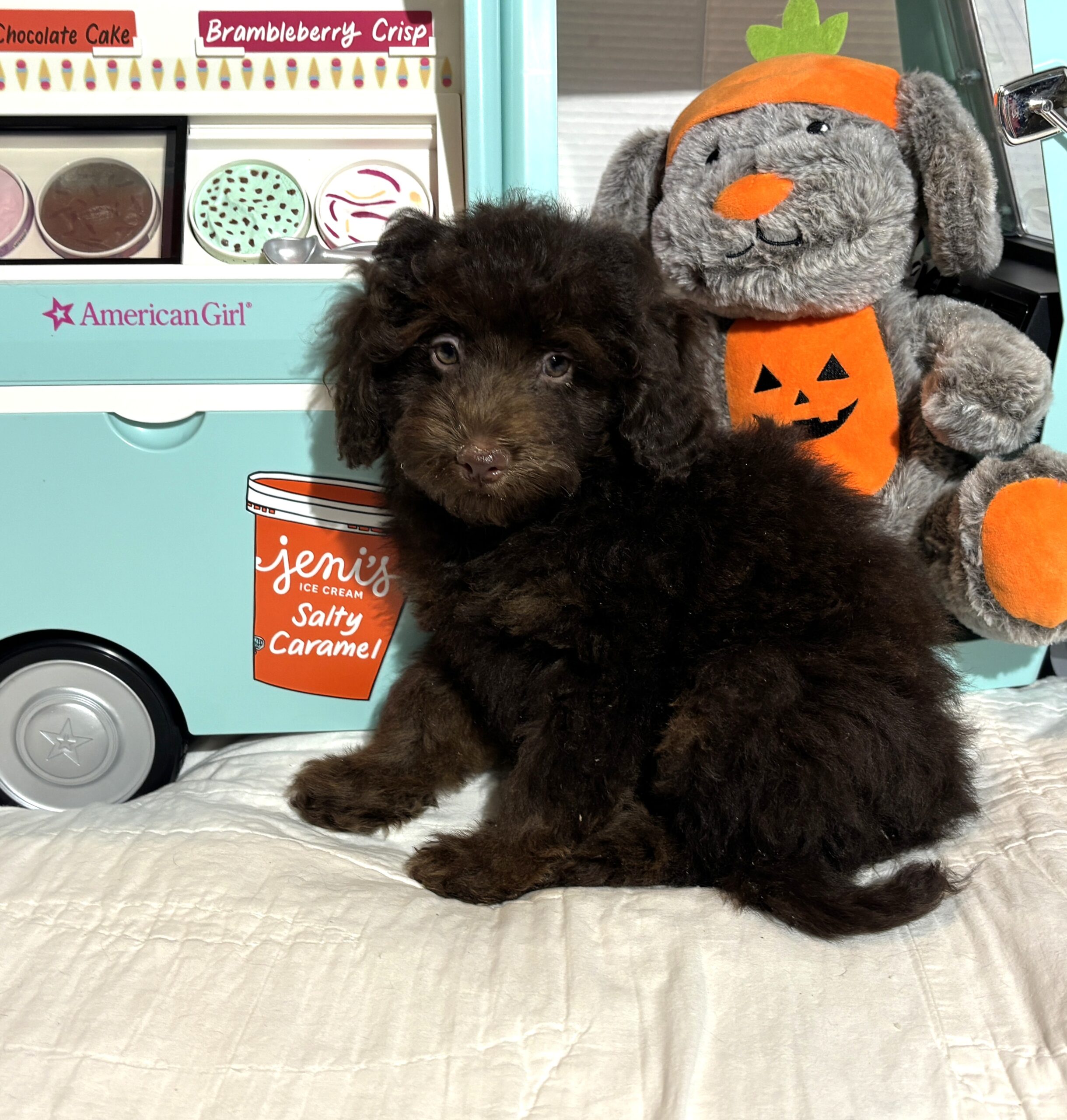 WILLOW – Miniature Schnoodle $2300