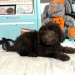 WILLOW – Miniature Schnoodle $2300