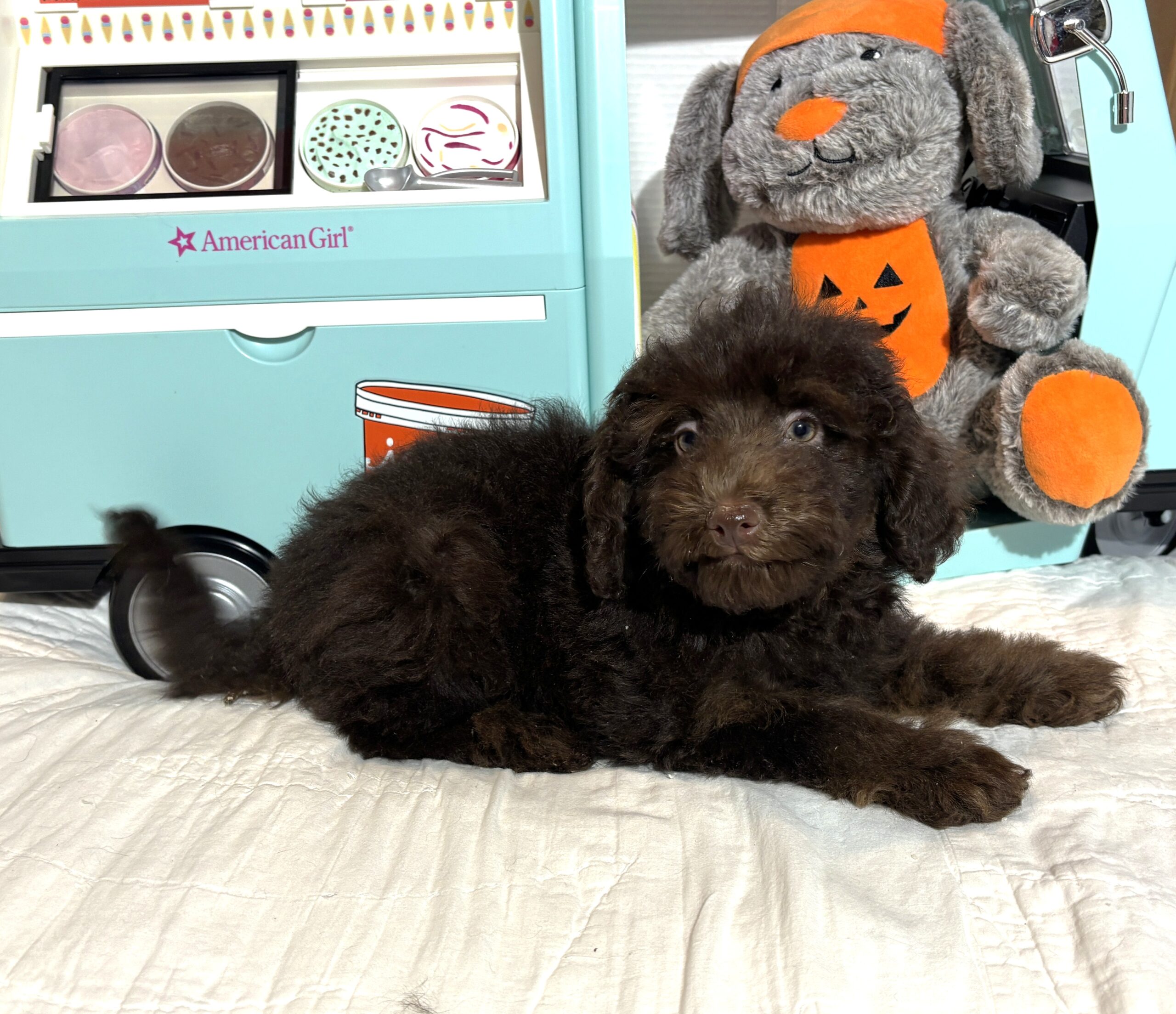 WILLOW – Miniature Schnoodle $2300