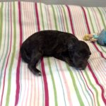 Willow – Miniature Schnoodle $2400