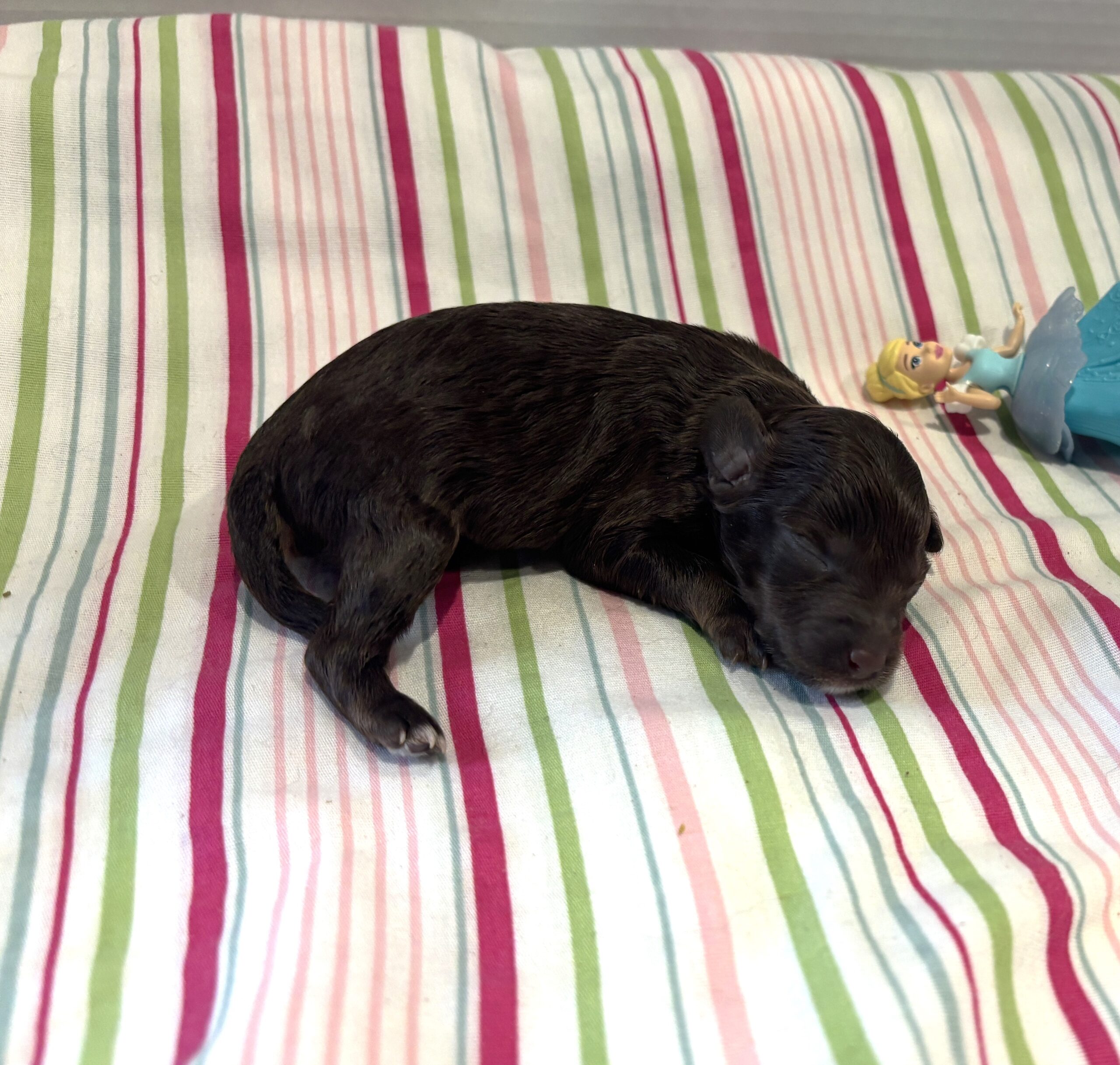 Willow – Miniature Schnoodle $2400