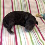 Willow – Miniature Schnoodle $2400