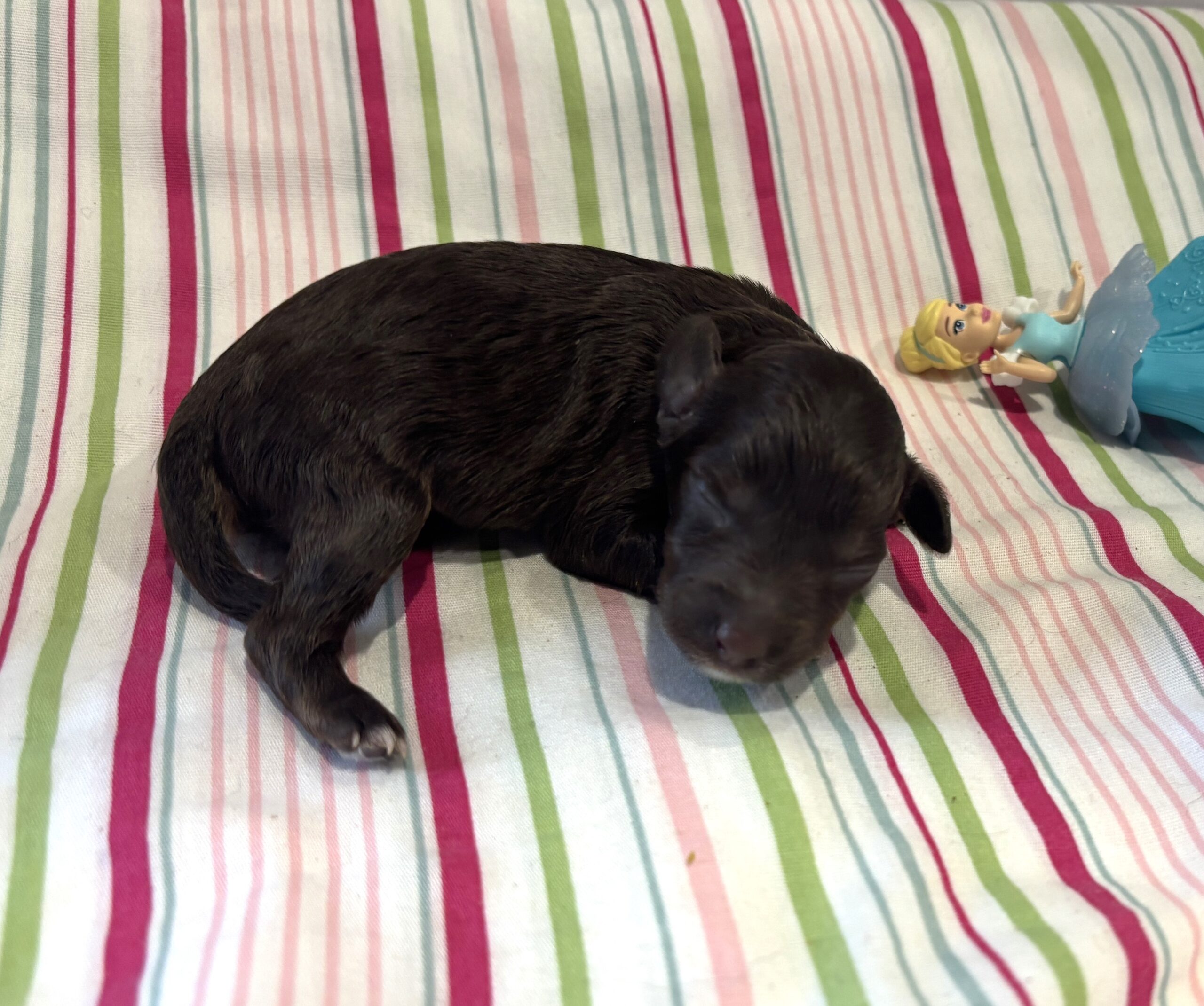 Willow – Miniature Schnoodle $2400